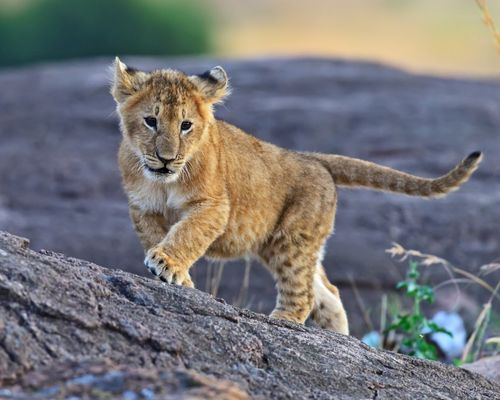 NAIROBI, MASAI MARA GAME RESERVE, LAKE NAKURU NATIONAL PARK, ABERDARE NATIONAL PARK, OL PEJETA CONSERVANCY, NANYUKI  - Image 2